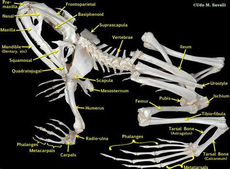 动物骨骼|图说骨骼系统(Skeletal system)·无脊椎动物